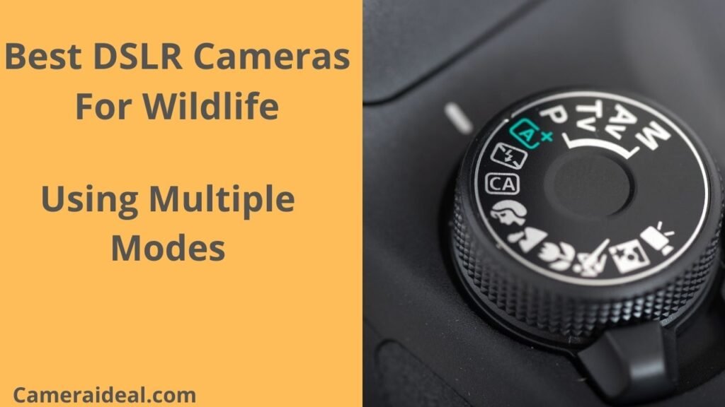 Best DSLR Cameras For Wildlife Photography