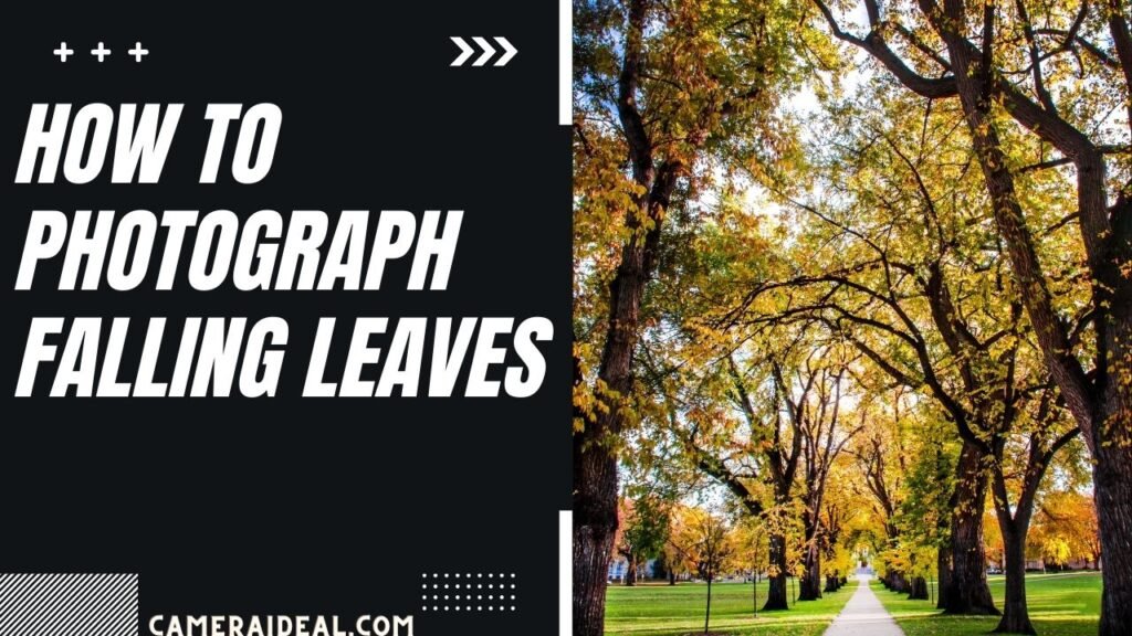 HOW TO PHOTOGRAPH FALLING LEAVES