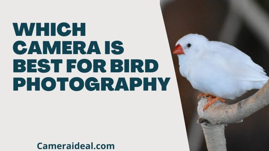 Which camera is best for bird photography