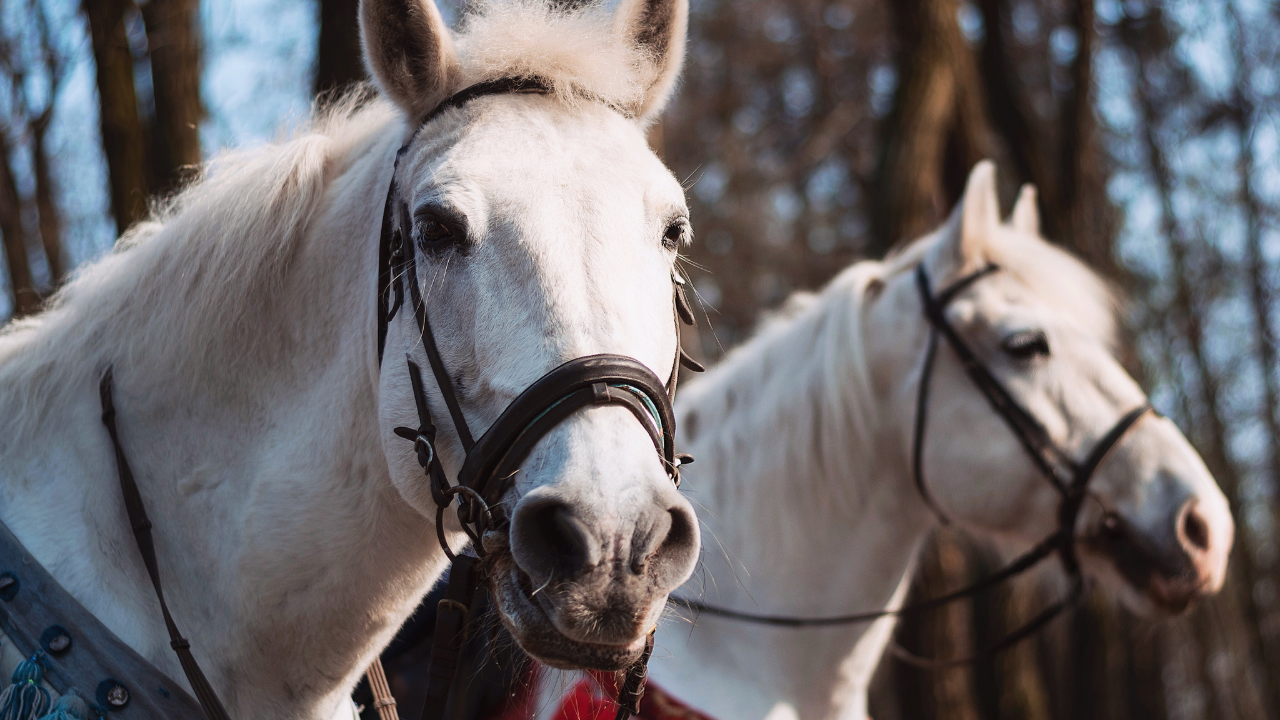 Best Cameras For Equine Photography